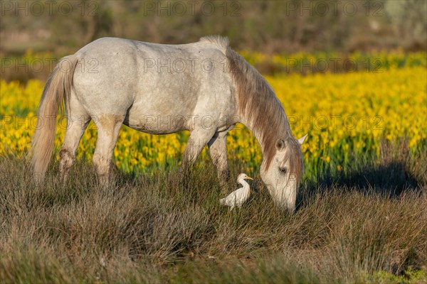Camargue horse and cattle