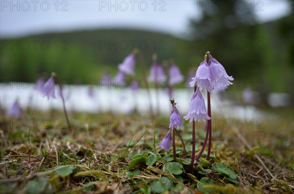 Alpine snowbell