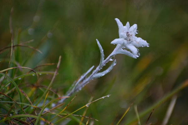 Alpine edelweiss