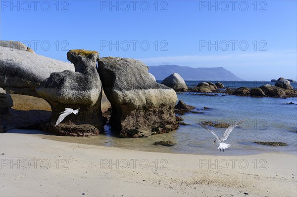 Great Crested-Tern