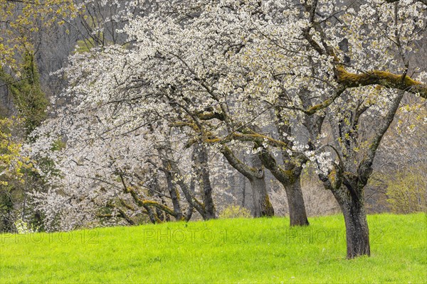 Fruit tree blossom