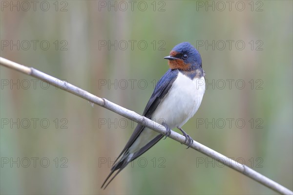 Barn swallow