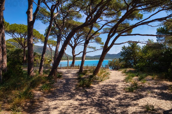 Beach and pine trees