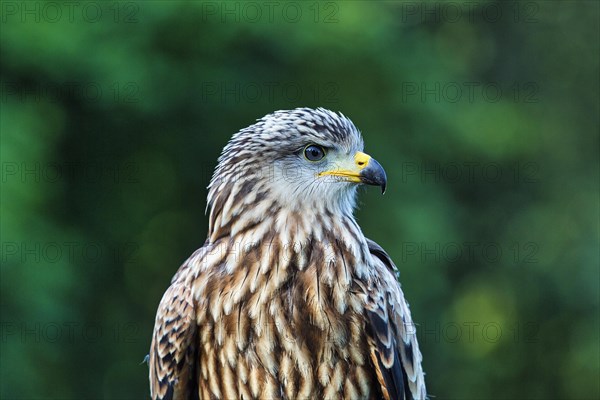 Black Kite