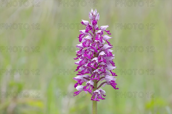 Flower of the helmet orchid