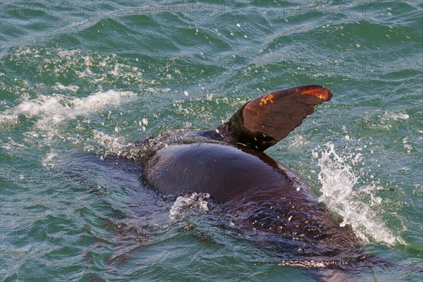 Sea lion spinning playfully in the water