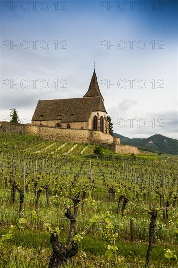 Church in the vineyards