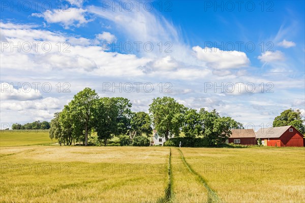 Farmstead in a tree grove by av cornfield in the countryside