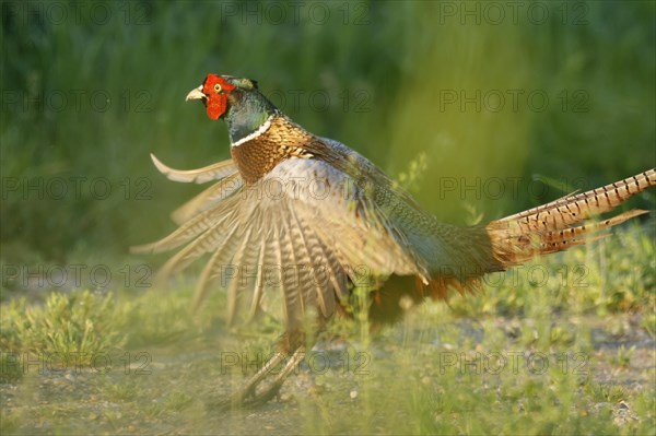 Pheasant