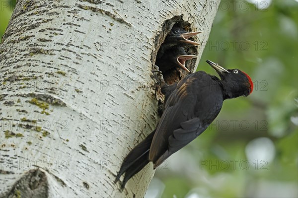 Black woodpecker