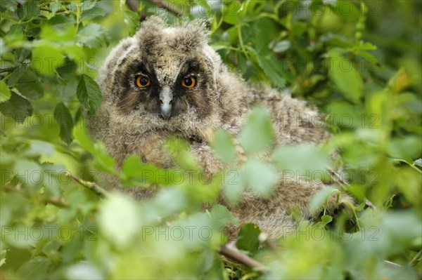 Long-eared owl