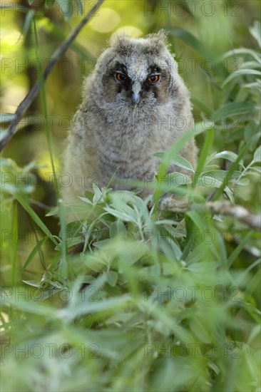 Long-eared owl