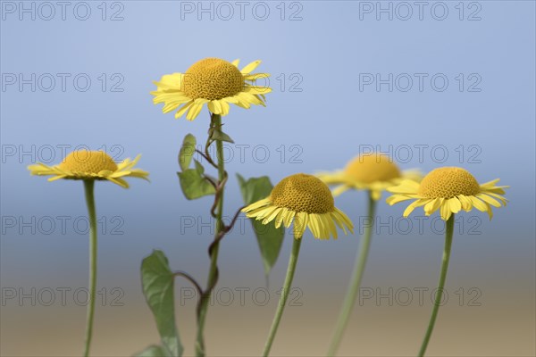 Golden marguerite