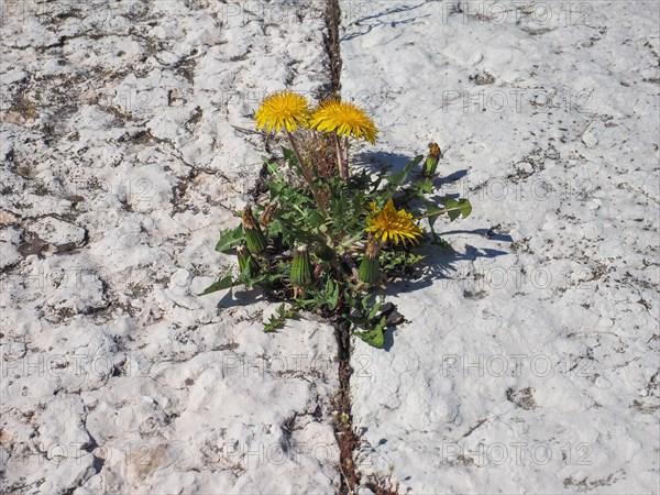 Yellow common Dandelion flower