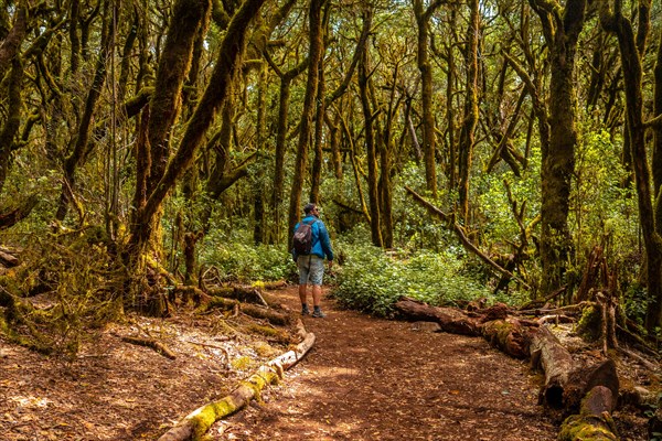 Man on a trekking in Garajonay del Bosque natural park in La Gomera