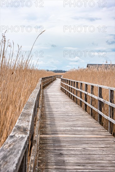 Footbridge on the lake with reeds