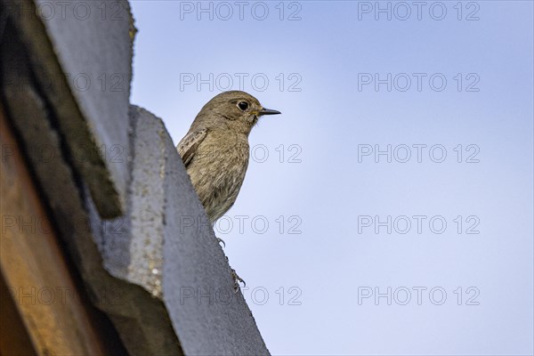 Black Redstart