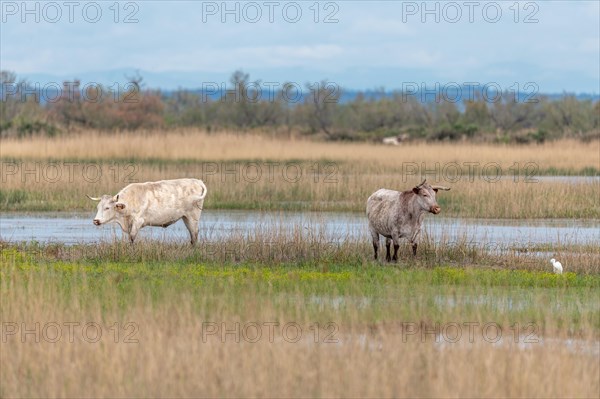 Grazing cows in a swamp in the Rhone delta. Saintes Maries de la Mer