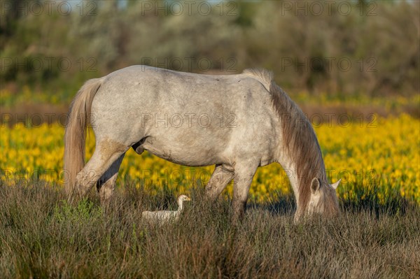 Camargue horse and cattle