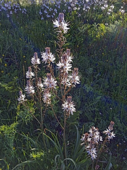 White asphodel