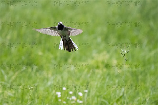 White wagtail