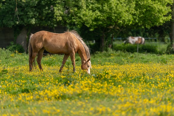 Horse in a green pasture filled with yellow buttercups. Bas-Rhin