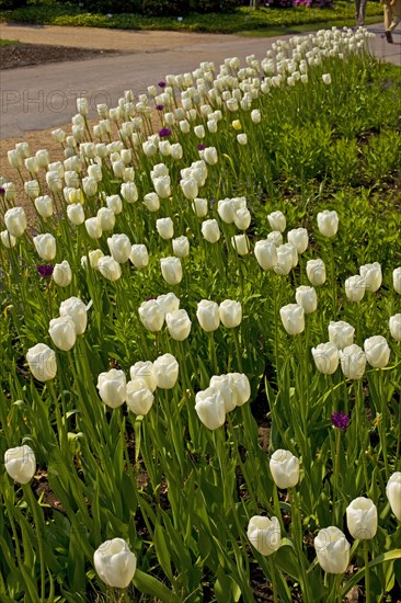 White tulips