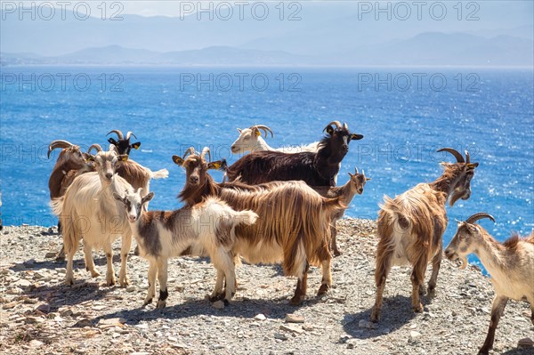 Corsican goats at Cap Corse