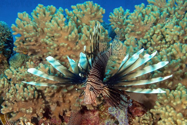 Common lionfish