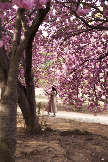 Japanese cherry