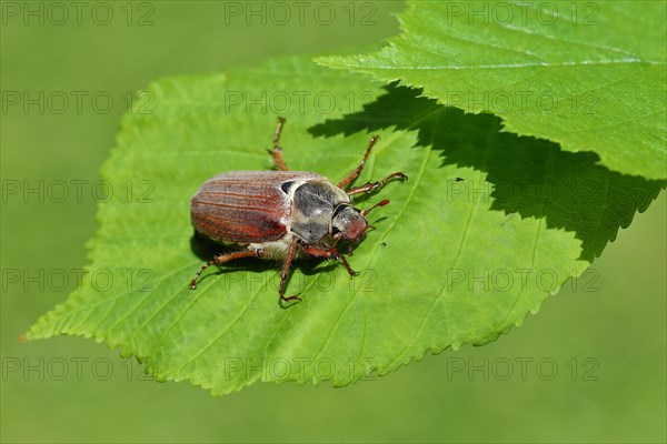 Cockchafer