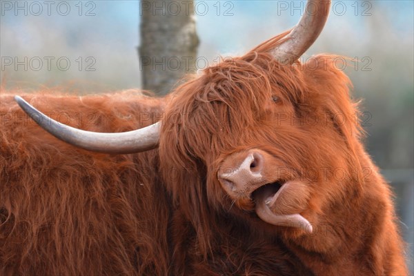 Funny Scottish Highland Cattle cow with brown long and scraggy fur and big horns sticking its tongue out