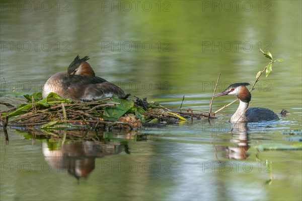 Great Crested Grebe