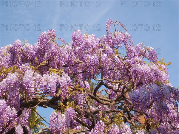 Pink Wisteria flowers