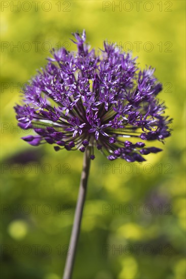 Ornamental leek