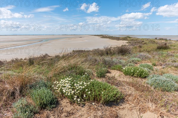 Typical landscape in a lagoon of the Rhone delta in the Camargue in spring. Saintes Maries de la Mer