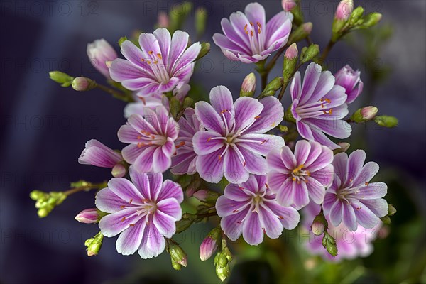 Siskiyou lewisia