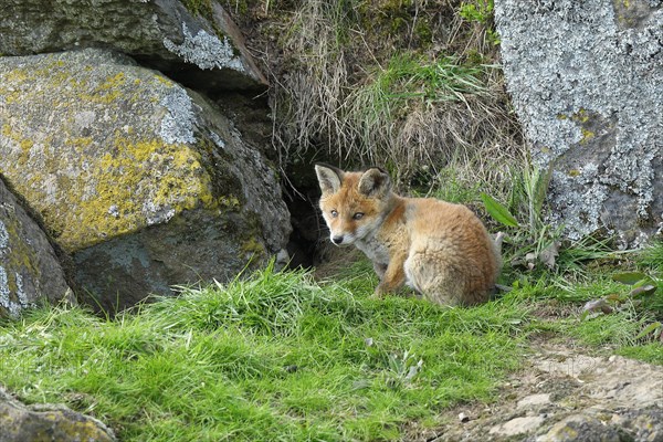 Red fox