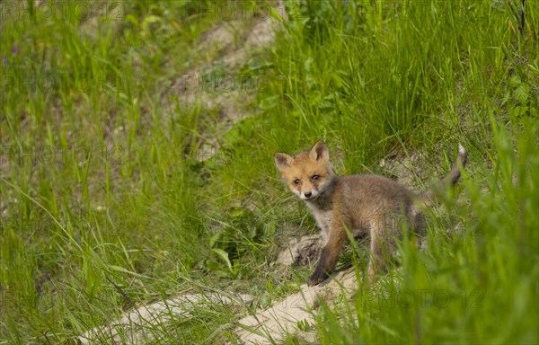 Young red fox