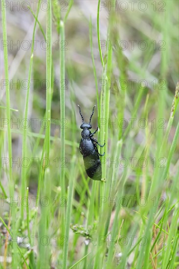 Oil beetle