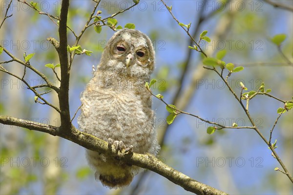 Tawny owl