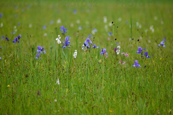 Meadow with Siberian iris