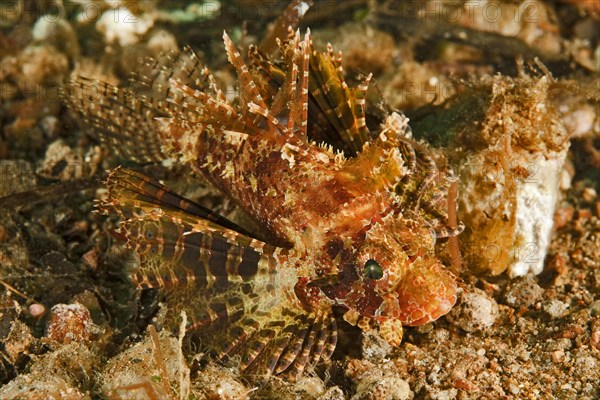 Small specimen of hawaiian lionfish