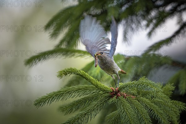 Black Redstart