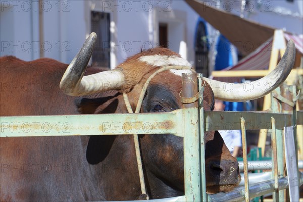 Ox on metal fence tied with rope