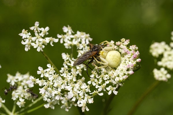 A goldenrod crab spider