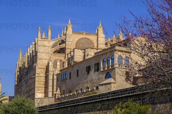 Palma Cathedral