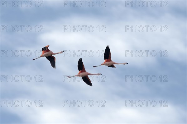 Pink flamingo