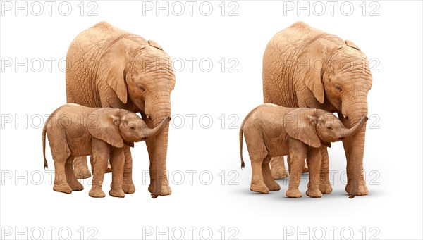 Baby and mother elephant isolated on white with and without A shadow