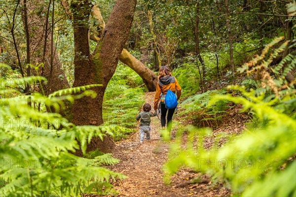 Trekking through Las Creces on the trail in the moss tree forest of Garajonay National Park